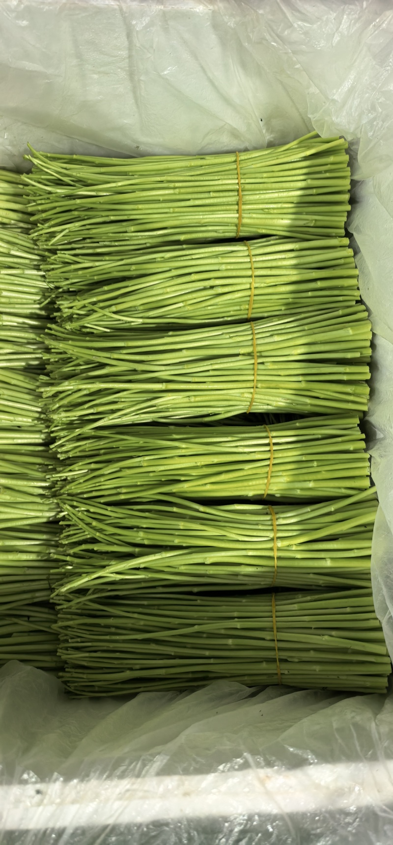 云南精品芦蒿产地直销保质保量一手货源对接商超市场