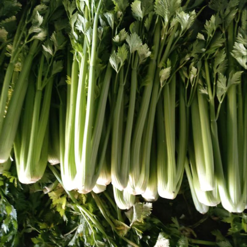 西芹芹菜山东西芹一手货源品质保证可视频欢迎