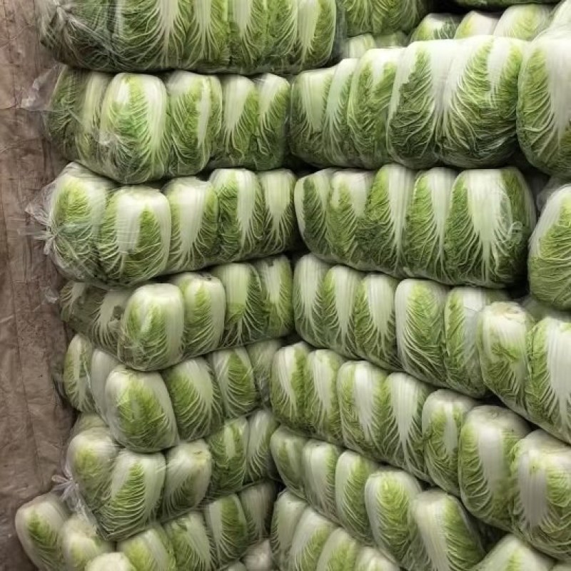 【甄选】优选黄心大白菜√产地直发√可视频√量大从优√