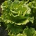 生菜