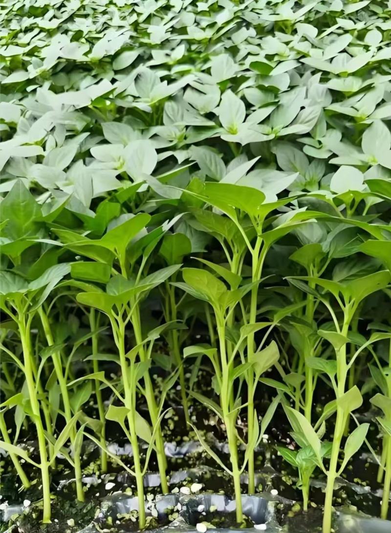 辣椒苗，基地直发，带土发货穴盘苗，线椒苗，螺丝椒苗，牛椒