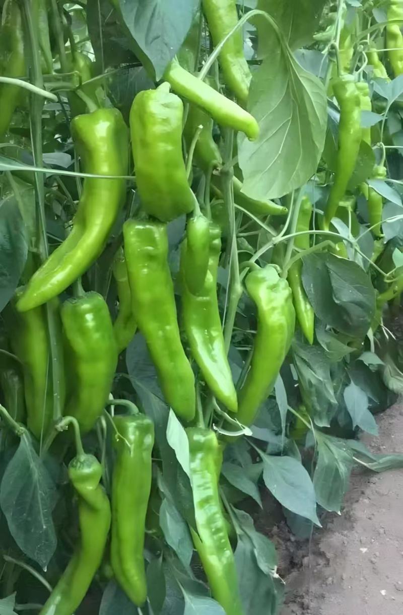 辣椒苗，基地直发，带土发货穴盘苗，线椒苗，螺丝椒苗，牛椒