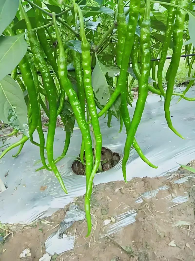辣椒苗，基地直发，带土发货穴盘苗，线椒苗，螺丝椒苗，牛椒