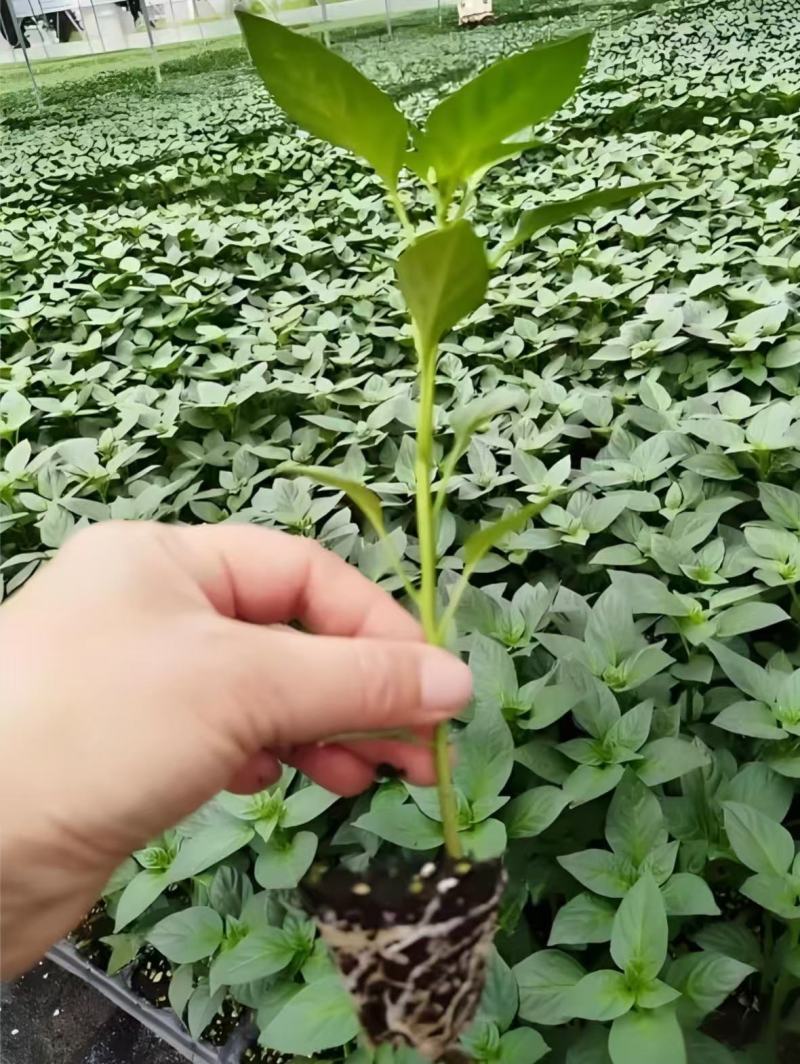 辣椒苗，基地直发，带土发货穴盘苗，线椒苗，螺丝椒苗，牛椒