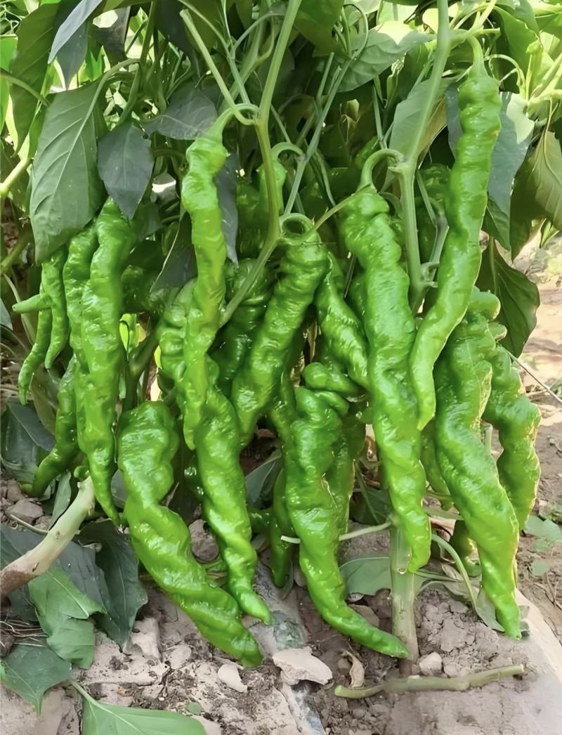 辣椒苗，基地直发，带土发货穴盘苗，线椒苗，螺丝椒苗，牛椒