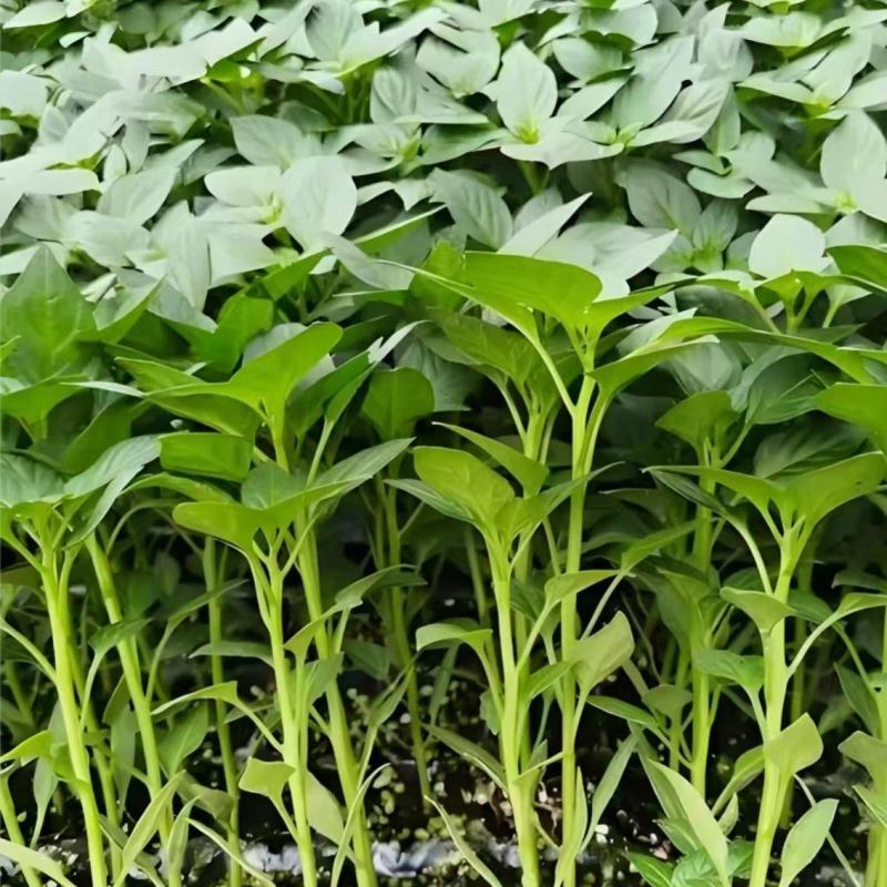 辣椒苗，基地直发，带土发货穴盘苗，线椒苗，螺丝椒苗，牛椒