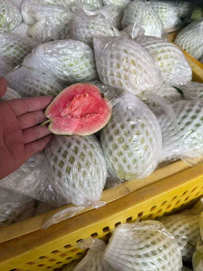 广西番石榴老树果白心红有大量有果自家果场欢迎实地考察