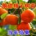 山东：柿子树苗、大秋甜柿、次郎、无核脆甜、基地直供