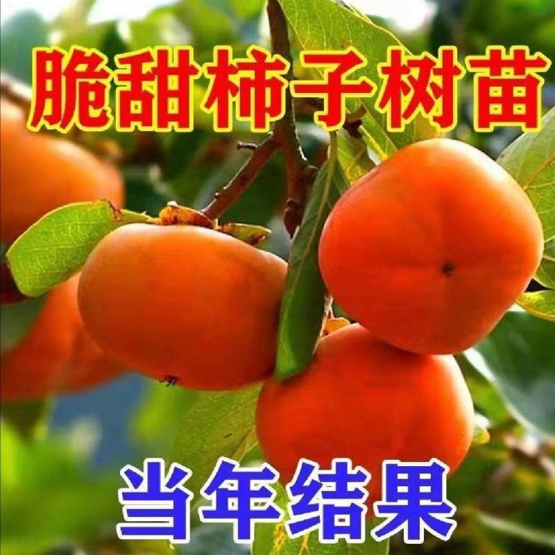 山东：柿子树苗、大秋甜柿、次郎、无核脆甜、基地直供