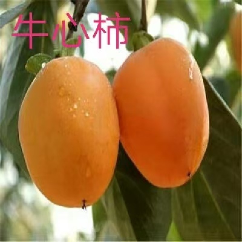 山东：柿子树苗、大秋甜柿、次郎、无核脆甜、基地直供