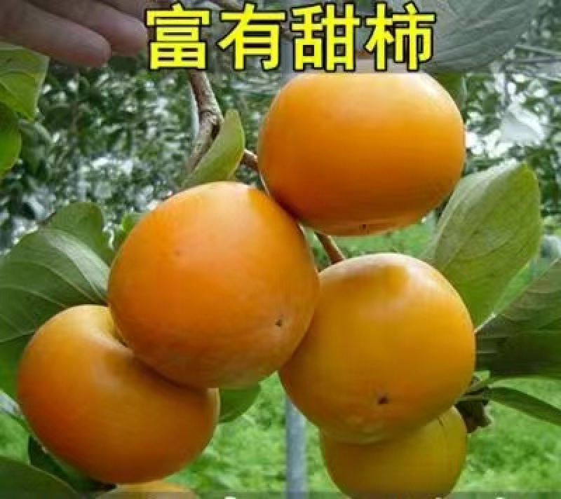 山东：柿子树苗、大秋甜柿、次郎、无核脆甜、基地直供