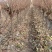 山东：柿子树苗、大秋甜柿、次郎、无核脆甜、基地直供
