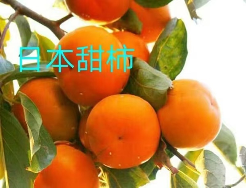 山东：柿子树苗、大秋甜柿、次郎、无核脆甜、基地直供