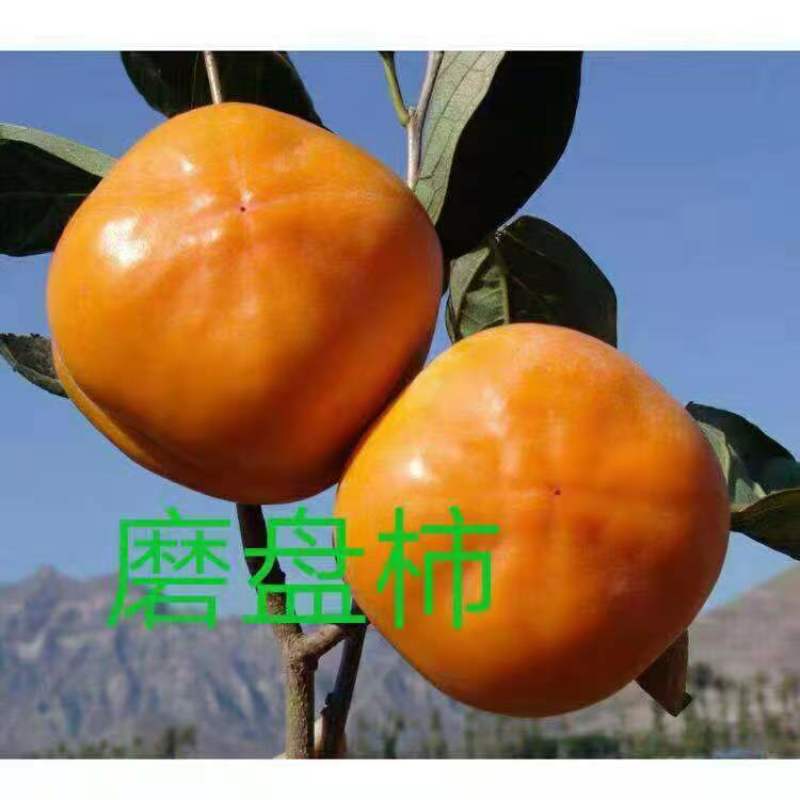 山东：柿子树苗、大秋甜柿、次郎、无核脆甜、基地直供