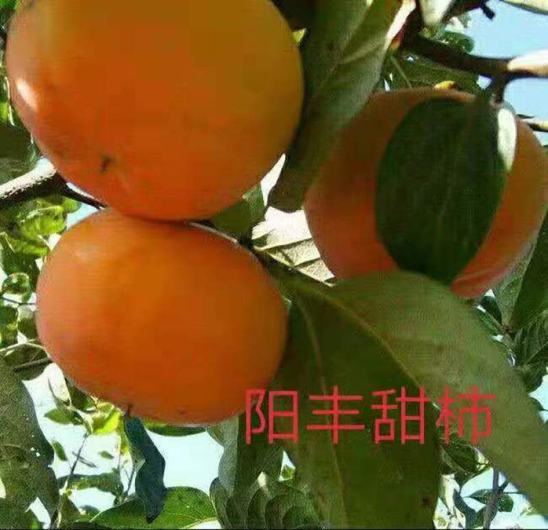 山东：柿子树苗、大秋甜柿、次郎、无核脆甜、基地直供