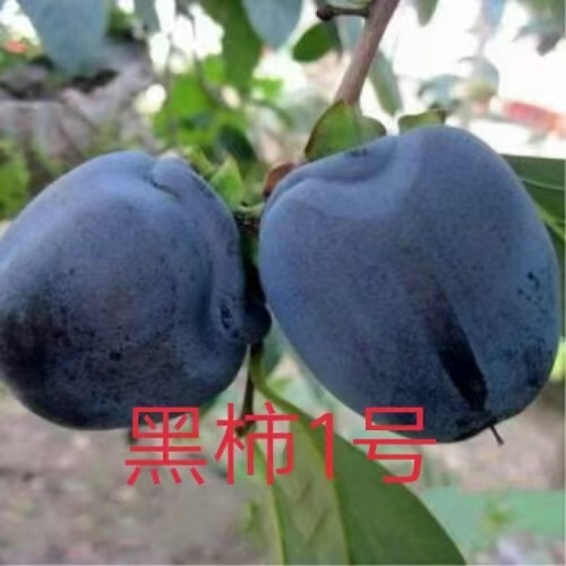 山东：柿子树苗、大秋甜柿、次郎、无核脆甜、基地直供