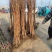 山东：柿子树苗、大秋甜柿、次郎、无核脆甜、基地直供
