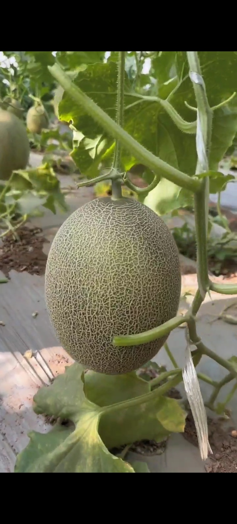 哈密瓜