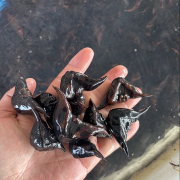 精选菱角种