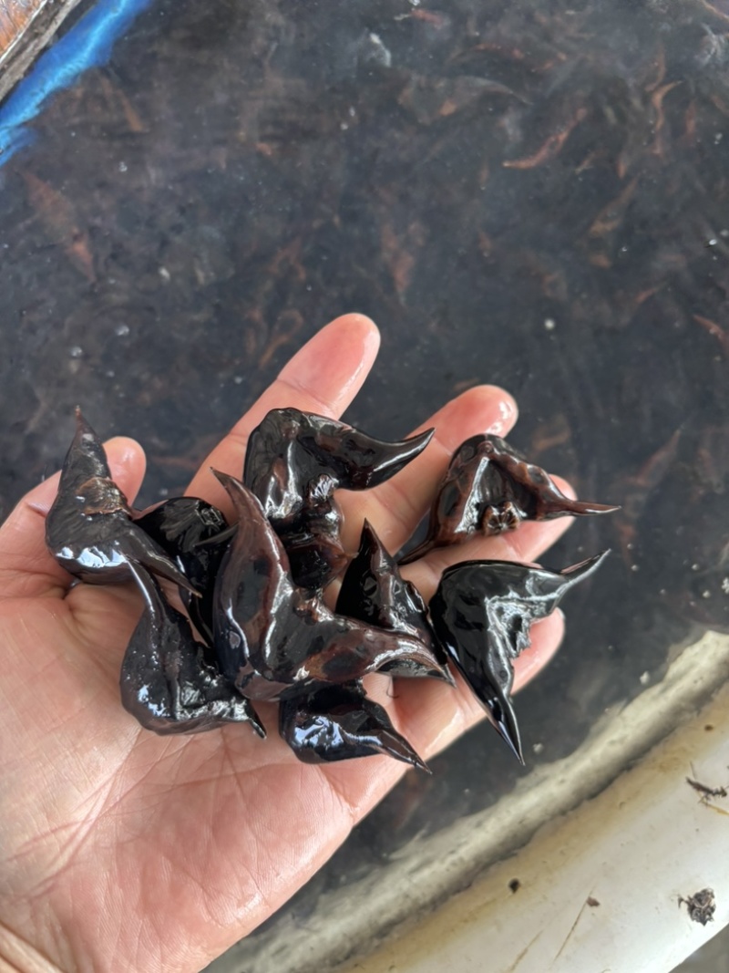 精选菱角种