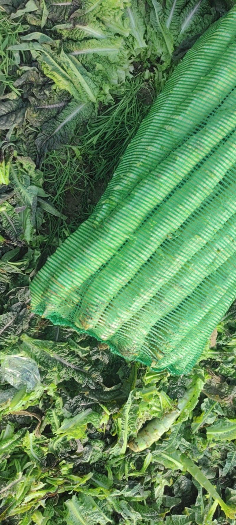 莴苣杆子产地批发直发，杆子货，大量现货供应，产地直发