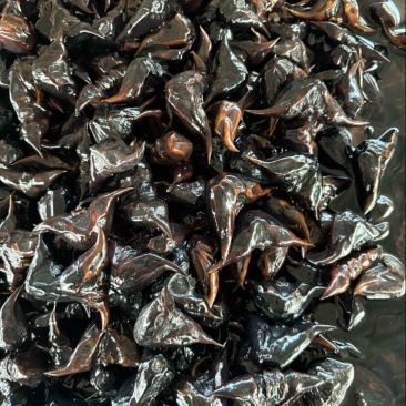 小菱角种祠料