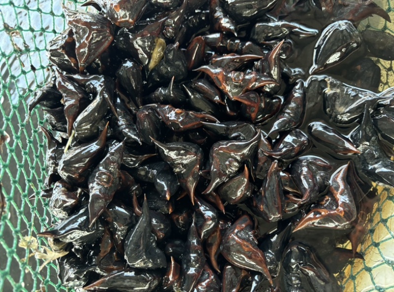 小菱角种祠料