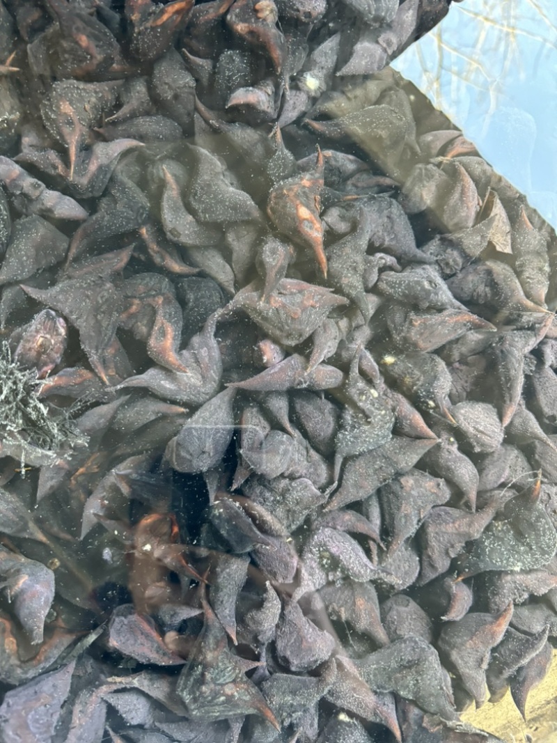 小菱角种祠料