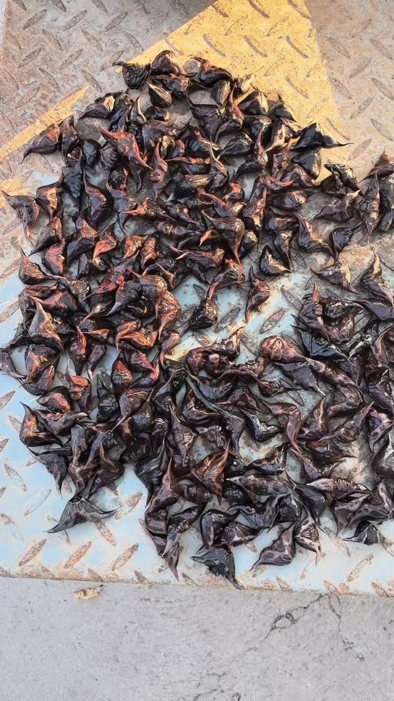 小菱角种祠料