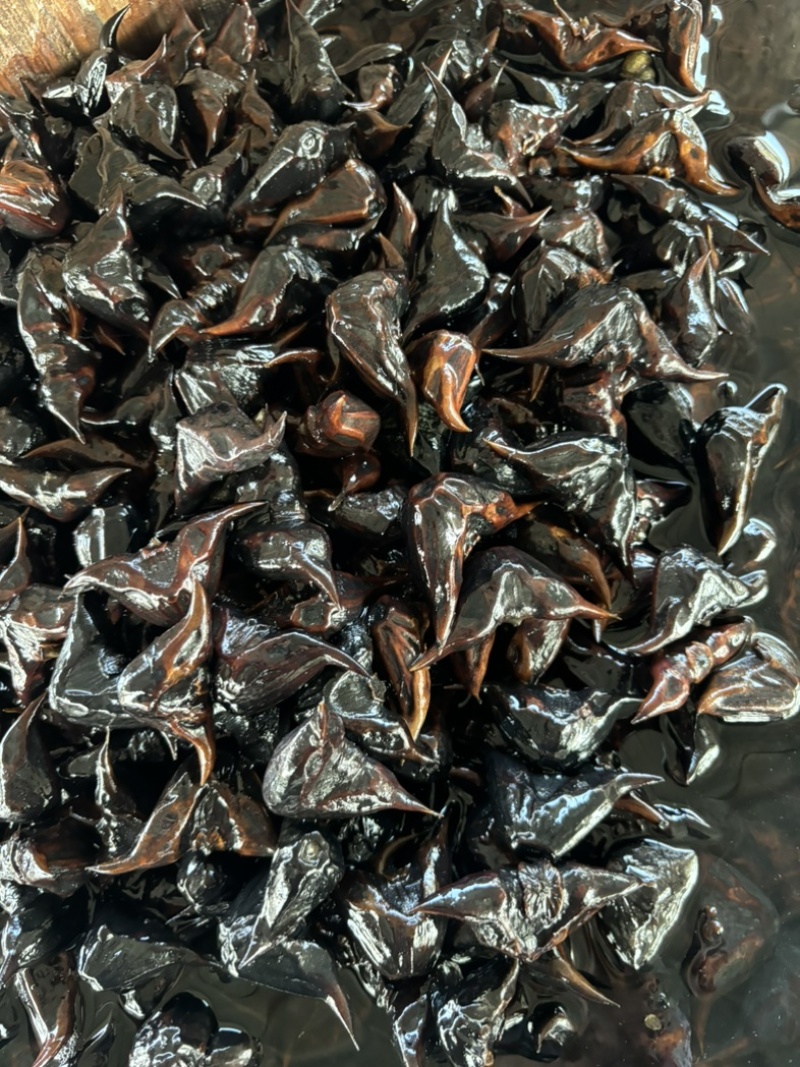 小菱角种祠料