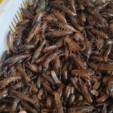 小龙虾虾苗