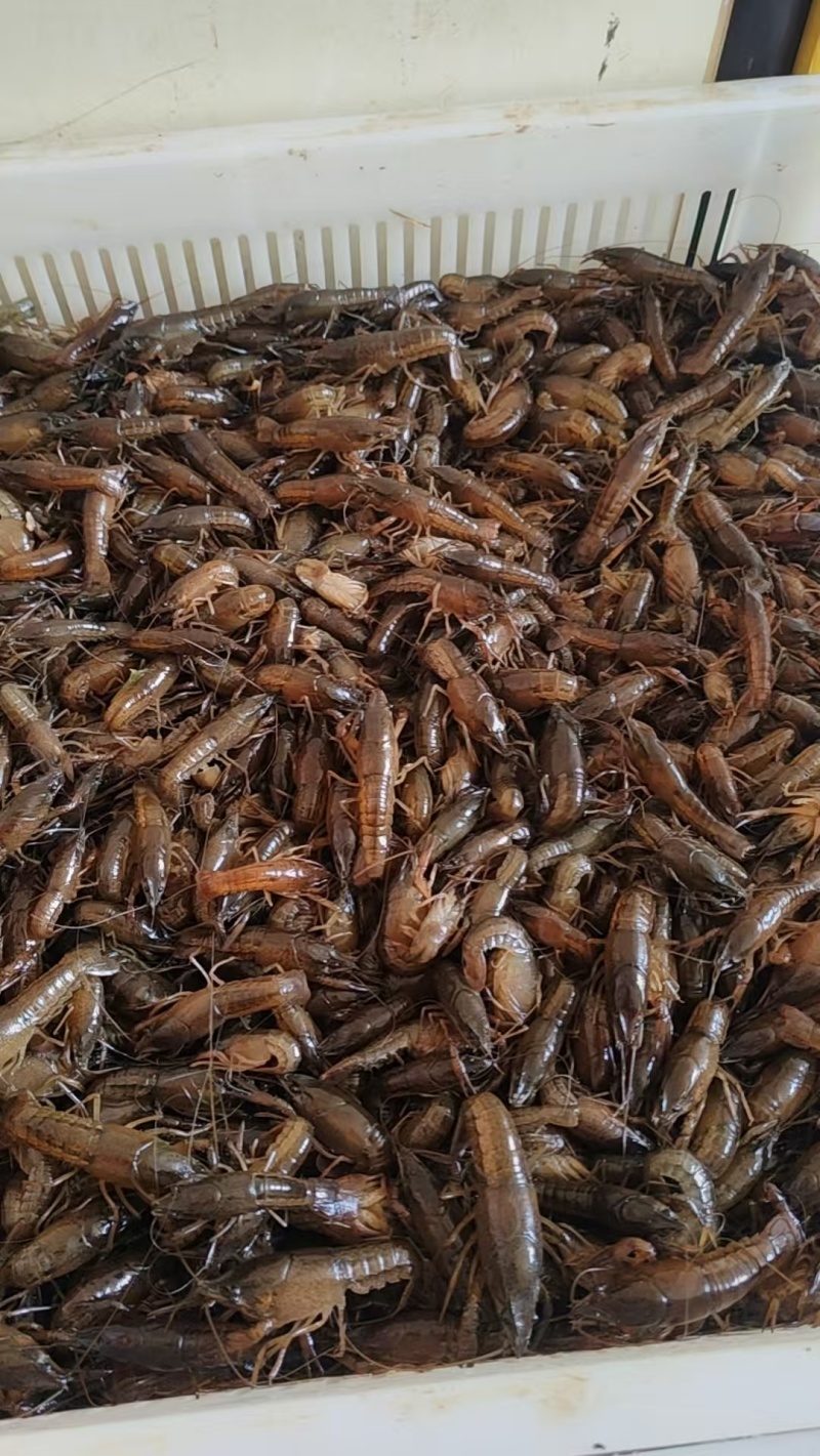小龙虾虾苗