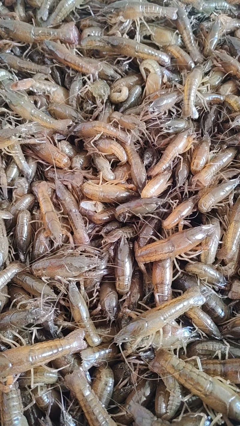小龙虾虾苗