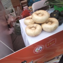江西扁罗卜