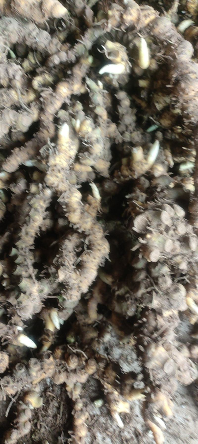 竹根七纯野生山货，长期供应欢迎老板们随时咨询