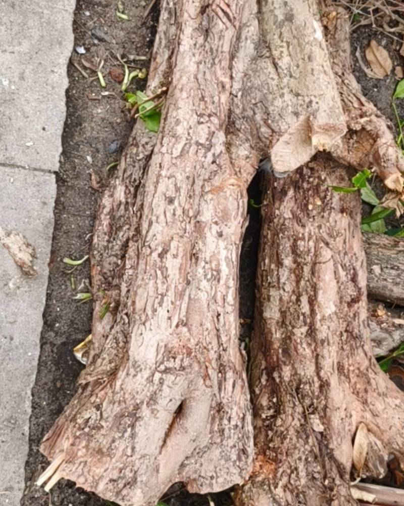 17年老莲雾数干雕刻好货