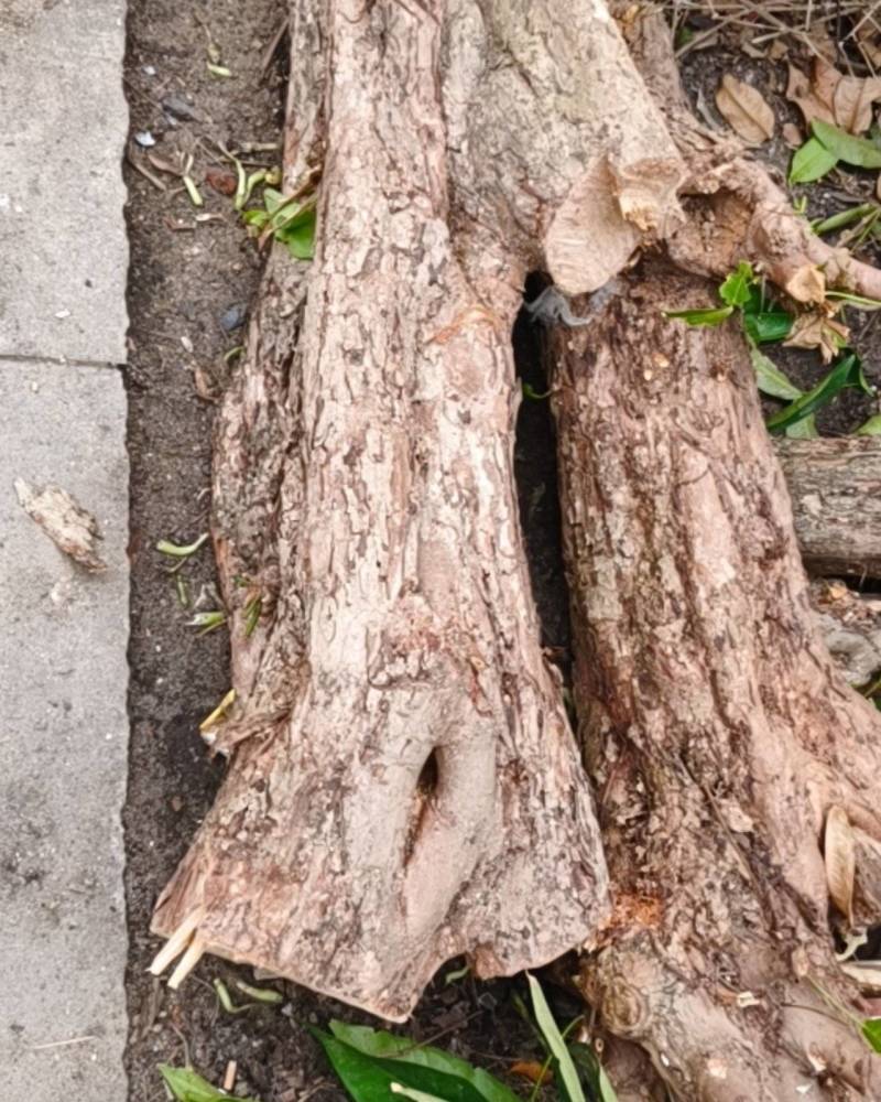 17年老莲雾数干雕刻好货