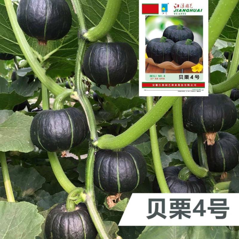 贝栗4号迷你型贝贝南瓜种子板栗南瓜小贝贝南瓜细粉甜糯种籽