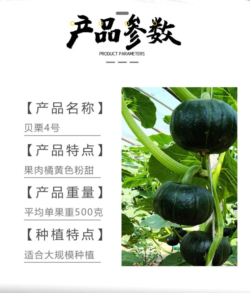 贝栗4号迷你型贝贝南瓜种子板栗南瓜小贝贝南瓜细粉甜糯种籽