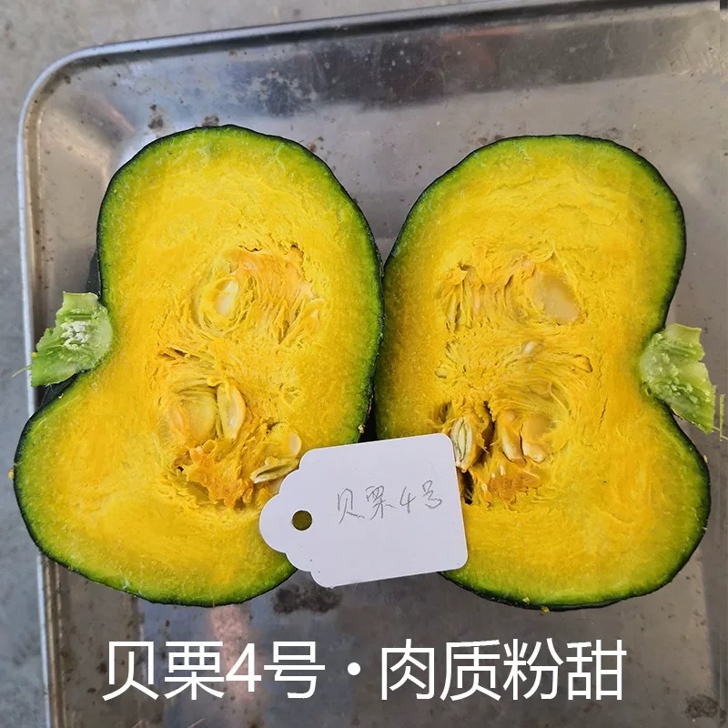 贝栗4号迷你型贝贝南瓜种子板栗南瓜小贝贝南瓜细粉甜糯种籽