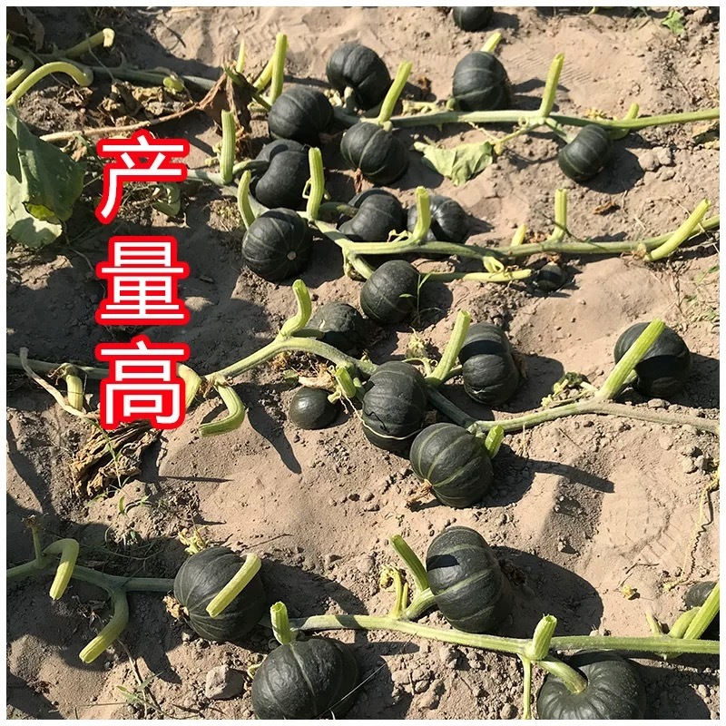 贝栗4号迷你型贝贝南瓜种子板栗南瓜小贝贝南瓜细粉甜糯种籽