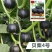 贝栗4号迷你型贝贝南瓜种子板栗南瓜小贝贝南瓜细粉甜糯种籽