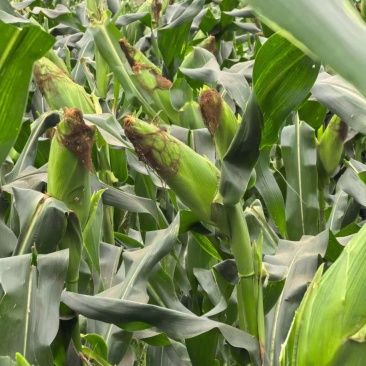 香甜软糯的甜玉米种植基地直发品种好价格实惠
