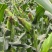 香甜软糯的甜玉米种植基地直发品种好价格实惠