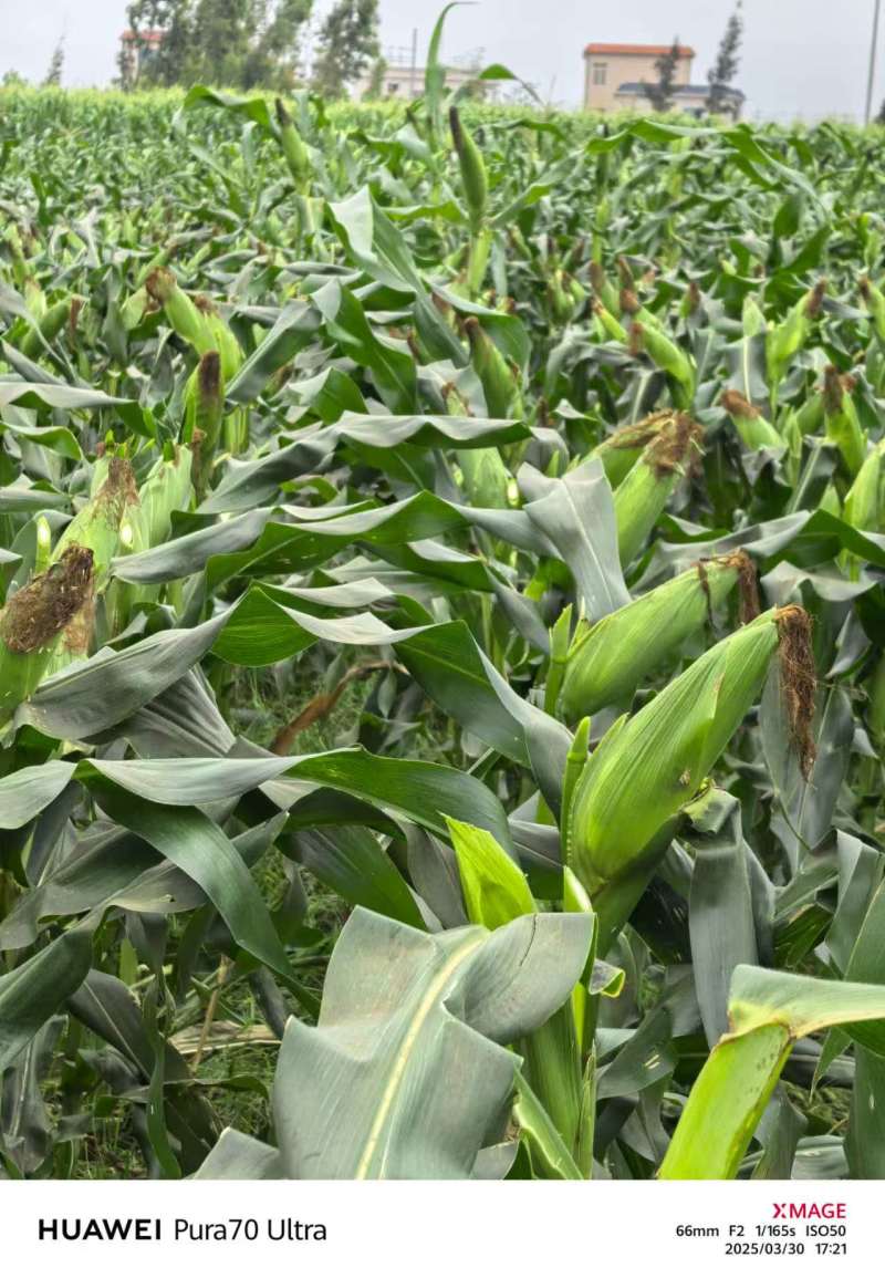 香甜软糯的甜玉米种植基地直发品种好价格实惠