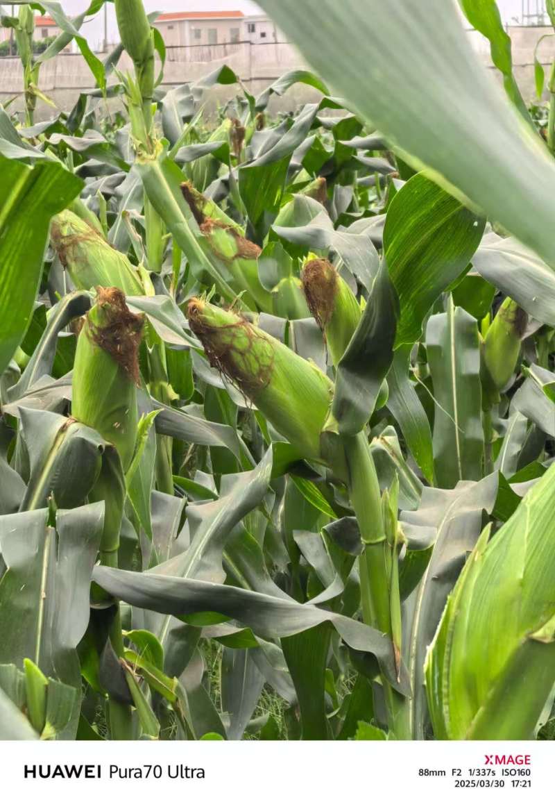 香甜软糯的甜玉米种植基地直发品种好价格实惠