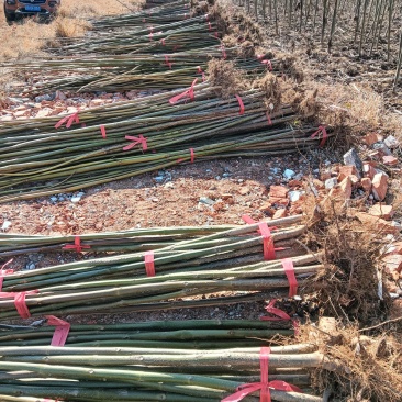 泡桐苗紫花泡桐苗泡桐基地一手货源