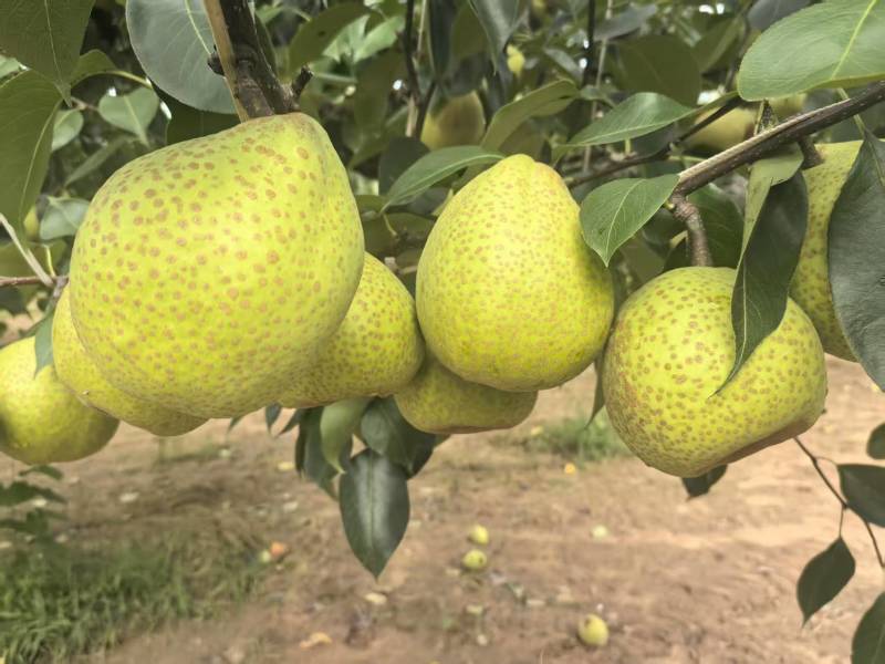 山东莱阳梨莱阳市莱阳梨现货自家梨园种植的26年1月