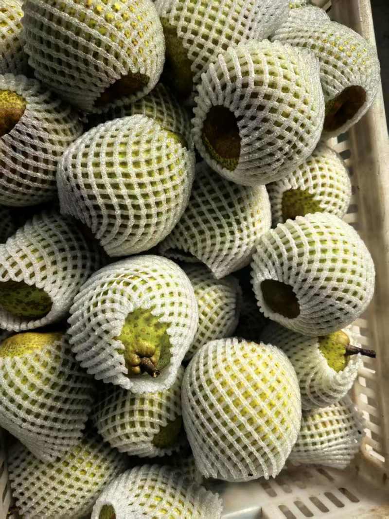 山东莱阳梨莱阳市莱阳梨现货自家梨园种植的26年1月