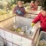 山东莱阳梨莱阳市莱阳梨现货自家梨园种植的26年1月